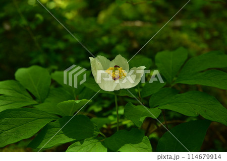 人里離れた高山の森のなかで、ひっそりと咲く清楚なヤマシャクヤク 114679914