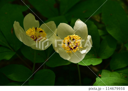 人里離れた高山の森のなかで、ひっそりと咲く清楚なヤマシャクヤク 114679938