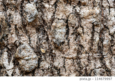 Closeup view texture of old Longan tree stem background. Closeup view texture of old Longan tree stem background. 114679997
