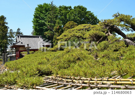 群馬県伊勢崎市連取町の菅原神社 連取の大マツ 群馬県伊勢崎市連取町の菅原神社 連取の大マツ 114680063