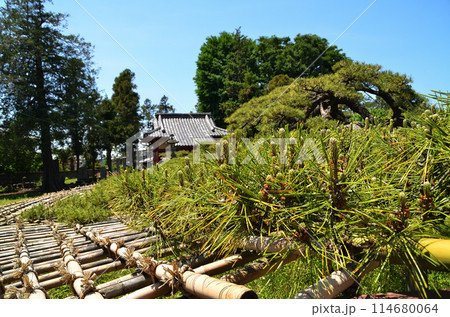 群馬県伊勢崎市連取町の菅原神社　連取の大マツ 114680064