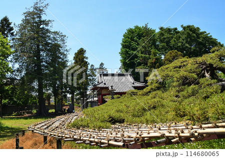 群馬県伊勢崎市連取町の菅原神社 連取の大マツ 群馬県伊勢崎市連取町の菅原神社 連取の大マツ 114680065