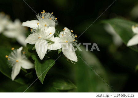 トキワツユクサ 114680112