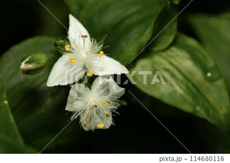 トキワツユクサ 114680116