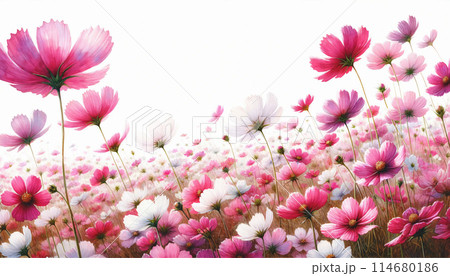 コスモスの花畑 114680186