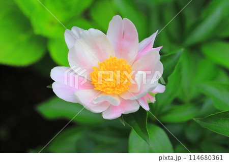 ピンク蘆白のシャクヤクの花　 114680361