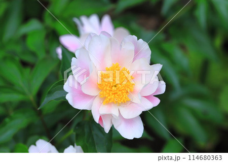 ピンク蘆白のシャクヤクの花 ピンク蘆白のシャクヤクの花 114680363