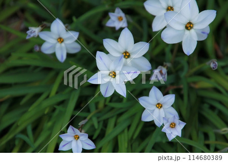 小さな紫色のハナニラの花 114680389