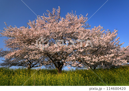 埼玉県川越市山田　入間川岸の山田桜堤の満開のソメイヨシノ並木と菜の花畑 114680420