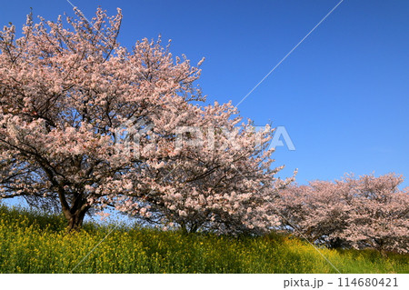 埼玉県川越市山田　入間川岸の山田桜堤の満開のソメイヨシノ並木と菜の花畑 114680421