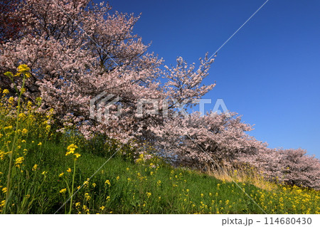 埼玉県川越市山田　入間川岸の山田桜堤の満開のソメイヨシノ並木と菜の花畑 114680430