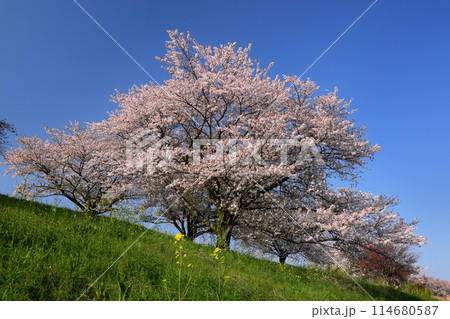 埼玉県川越市山田　入間川岸の山田桜堤の満開のソメイヨシノ並木 114680587