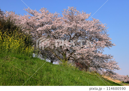 埼玉県川越市山田　入間川岸の山田桜堤の満開のソメイヨシノ並木 114680590