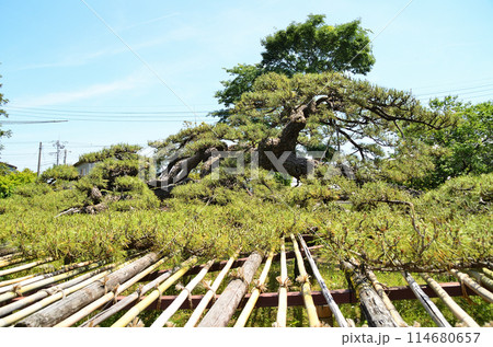 群馬県伊勢崎市連取町の菅原神社 連取の大マツ 群馬県伊勢崎市連取町の菅原神社 連取の大マツ 114680657