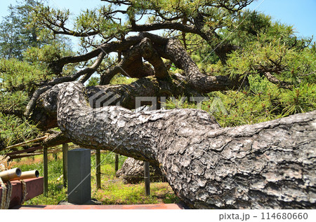 群馬県伊勢崎市連取町の菅原神社 連取の大マツ 群馬県伊勢崎市連取町の菅原神社 連取の大マツ 114680660