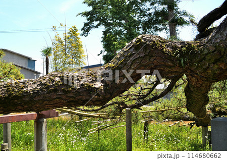 群馬県伊勢崎市連取町の菅原神社 連取の大マツ 群馬県伊勢崎市連取町の菅原神社 連取の大マツ 114680662