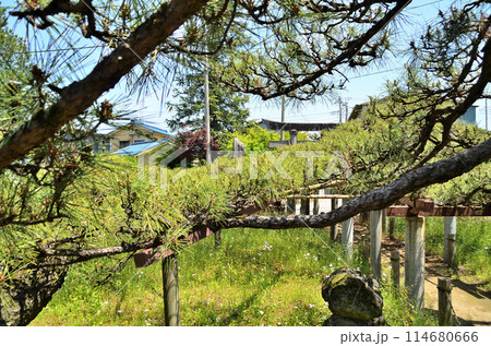 群馬県伊勢崎市連取町の菅原神社 連取の大マツ 群馬県伊勢崎市連取町の菅原神社 連取の大マツ 114680666