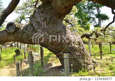 群馬県伊勢崎市連取町の菅原神社　連取の大マツ 114680677