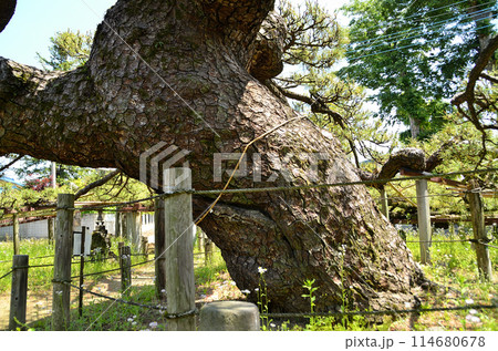 群馬県伊勢崎市連取町の菅原神社　連取の大マツ 114680678