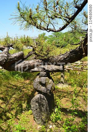 群馬県伊勢崎市連取町の菅原神社　連取の大マツ 114680680