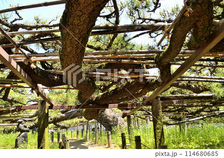 群馬県伊勢崎市連取町の菅原神社 連取の大マツ 群馬県伊勢崎市連取町の菅原神社 連取の大マツ 114680685