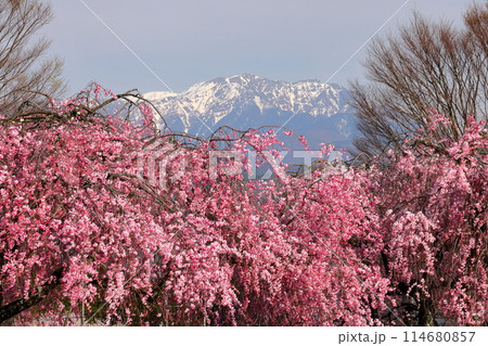 長野県伊那市西町 桜の名所春日城址春日公園駐車場の満開のベニシダレザクラと残雪の南アルプス仙丈ケ岳 長野県伊那市西町 桜の名所春日城址春日公園駐車場の満開のベニシダレザクラと残雪の南アルプス仙丈ケ岳 114680857