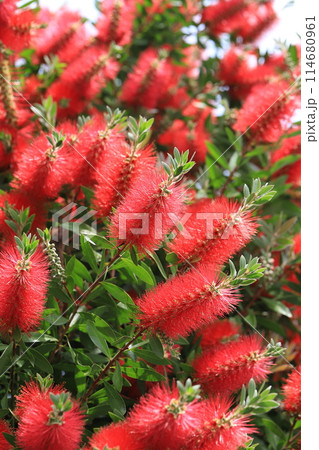 満開のブラシノキ 満開のブラシノキ 114680961