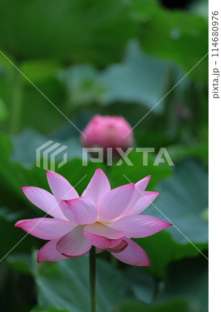 神聖な花 神聖な花 114680976