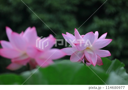 神聖な花 114680977