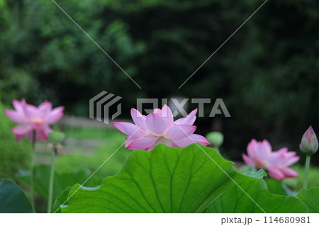 神聖な花 114680981