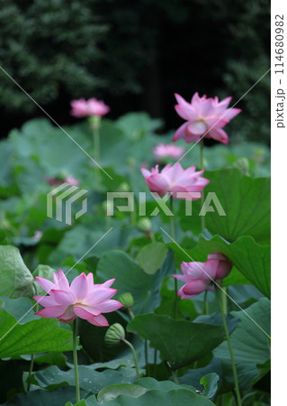 神聖な花 114680982