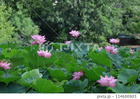 神聖な花 114680983