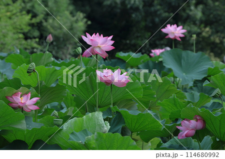 神聖な花 114680992