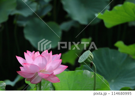 神聖な花 114680995