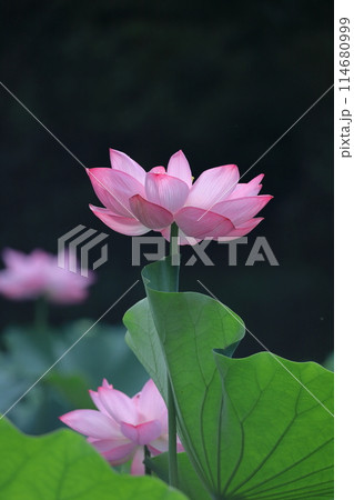 神聖な花 神聖な花 114680999