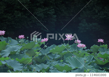 神聖な花 114681000
