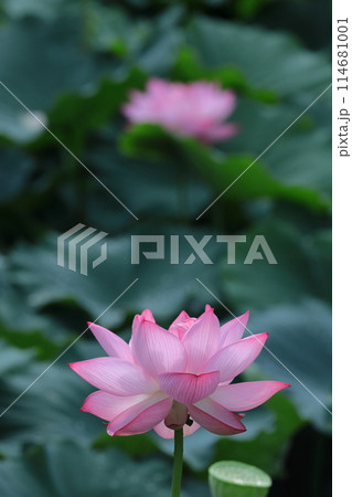 神聖な花 114681001
