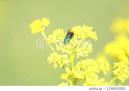 オオセイボウ 114681002