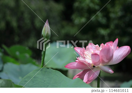 神聖な花 114681011