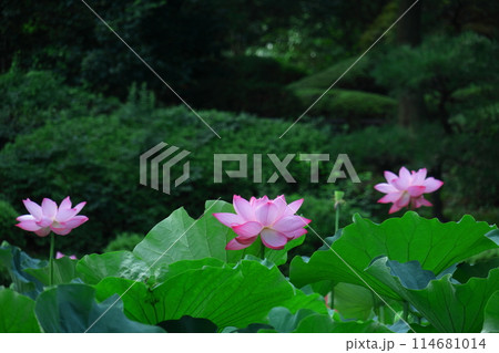 神聖な花 神聖な花 114681014