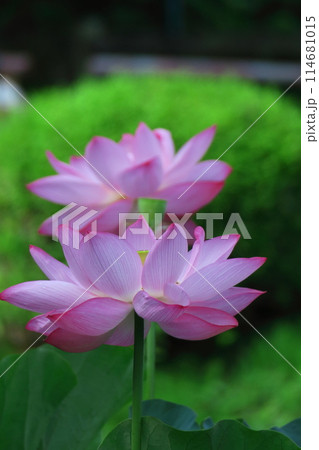 神聖な花 神聖な花 114681015
