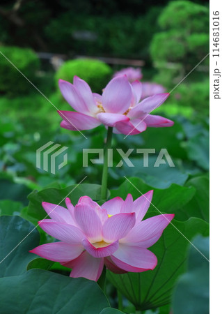 神聖な花 114681016