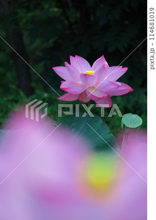 神聖な花 神聖な花 114681019
