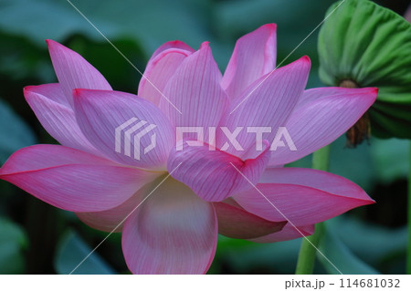 神聖な花 114681032