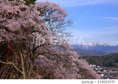 長野県伊那市美篶 高台にあるみすず公園のタカトオコヒガン桜と冠雪した南アルプス山脈仙丈ヶ岳 長野県伊那市美篶 高台にあるみすず公園のタカトオコヒガン桜と冠雪した南アルプス山脈仙丈ヶ岳 114681035