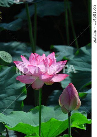 神聖な花 114681055