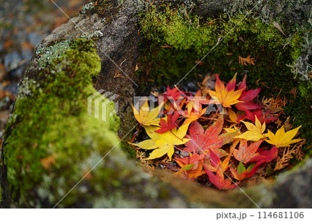 紅葉だまり 紅葉だまり 114681106