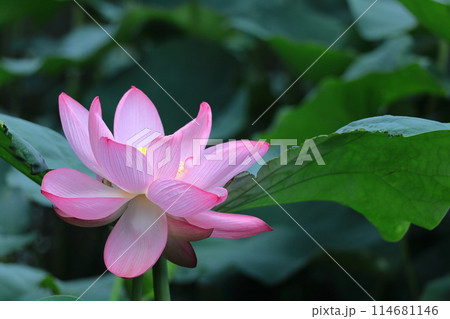 神聖な花 114681146