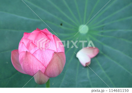 神聖な花 114681150