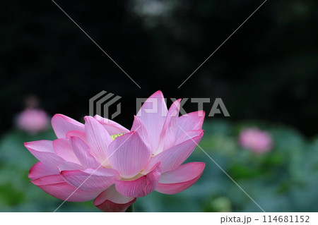 神聖な花 114681152